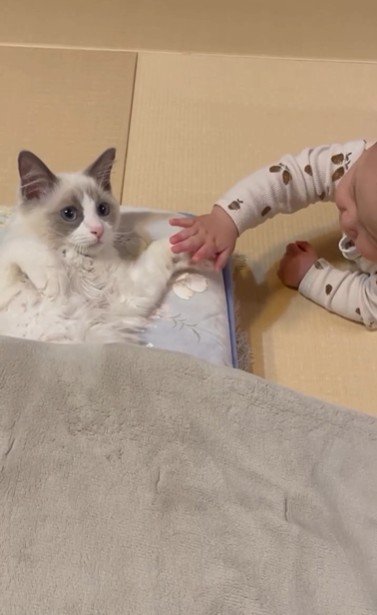 寝そべっている猫と猫の手を触っている赤ちゃん
