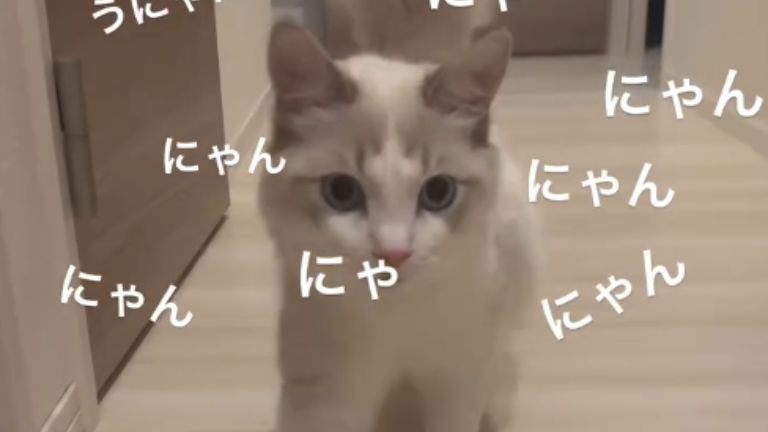 出迎える猫