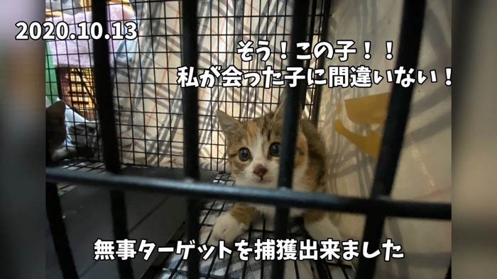 捕獲器の中にいるキジ白の子猫