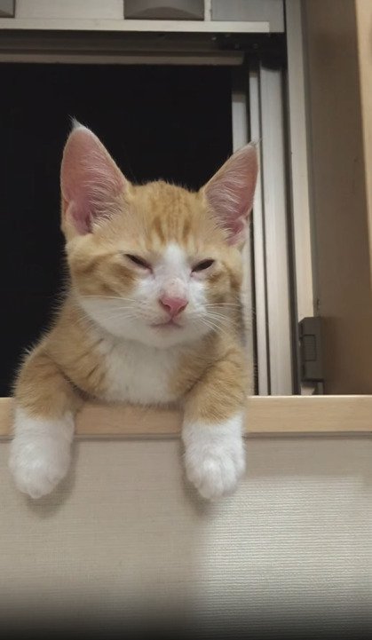 リラックスモードの子猫