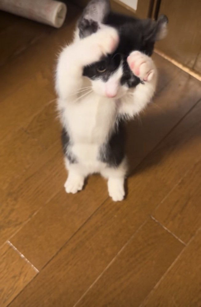 後ろ足で立って前足を動かす子猫