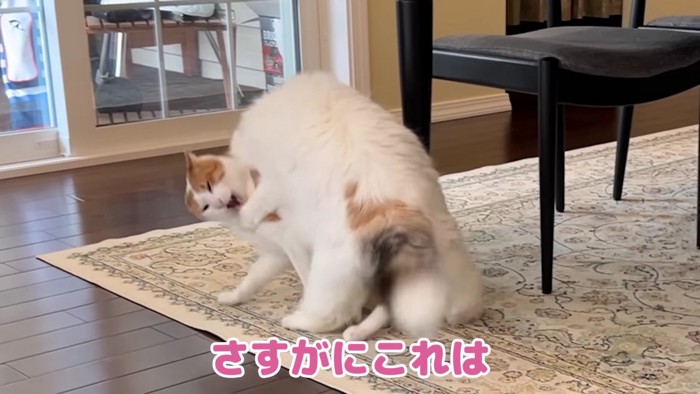 取っ組み合いの猫