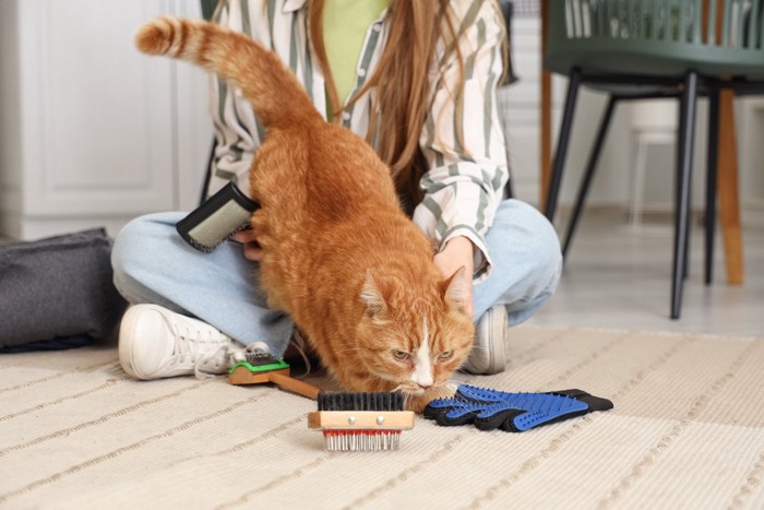 ブラッシングに飽きた猫