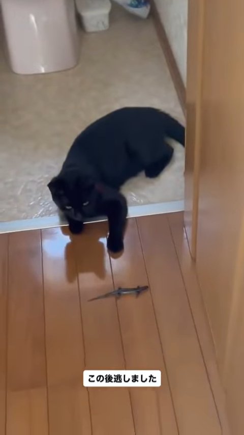 トカゲを見る黒猫