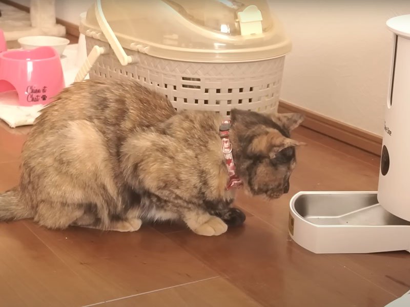 ご飯が出てくるのを待つ猫