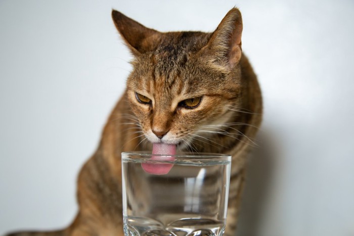 グラスから水を飲む猫