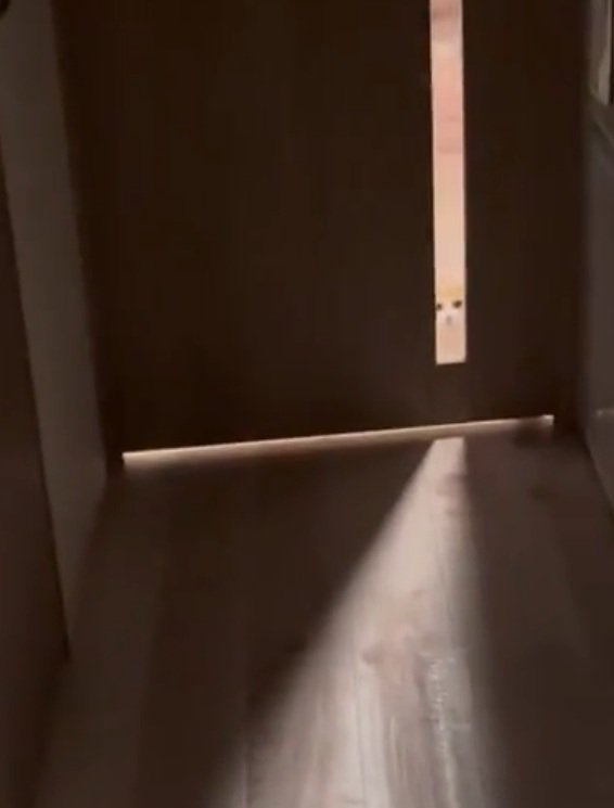 ガン見する猫