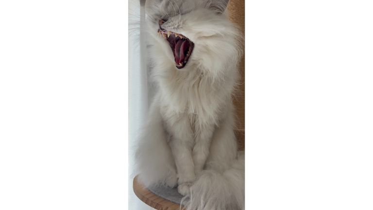 あくびをしている猫