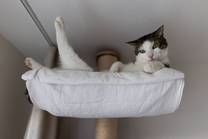 高所から室内を見下ろす猫