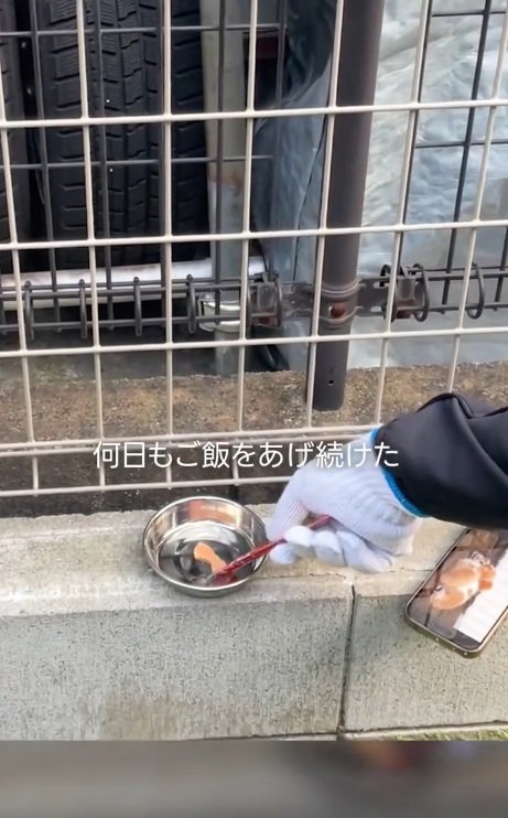 柵の前に猫の餌を置く