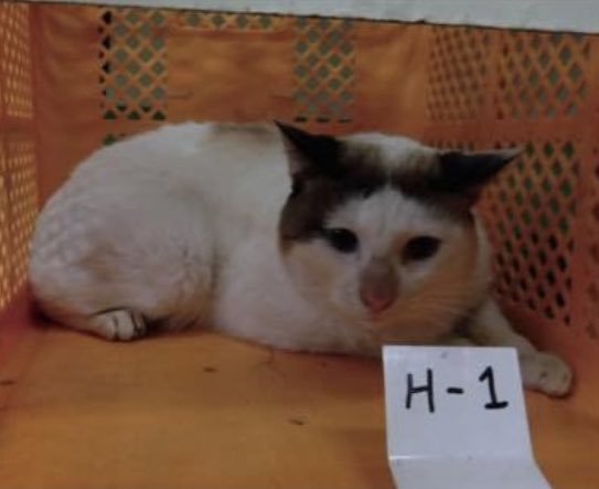 箱の中にいる猫