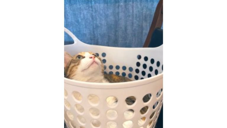 洗濯かごに入っている猫