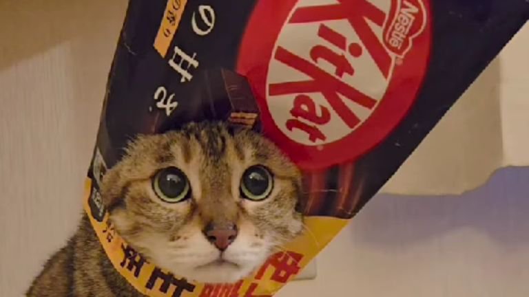お菓子の袋を被っている猫