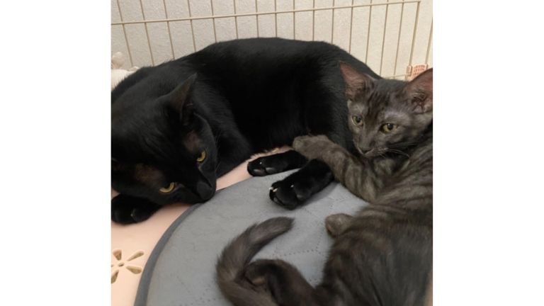 くつろいでいる猫