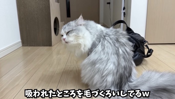 毛づくろいしているしろちゃん