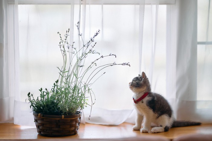 ラベンダーと子猫