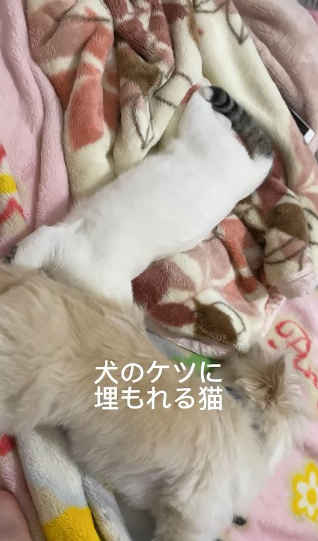 犬のお尻に埋もれる猫