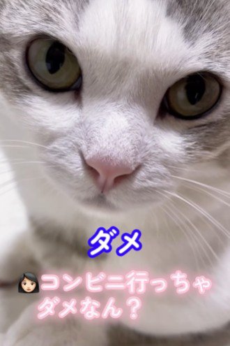 目で訴える猫