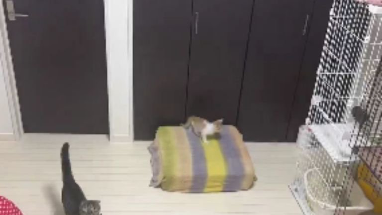 室内で過ごしている猫たち