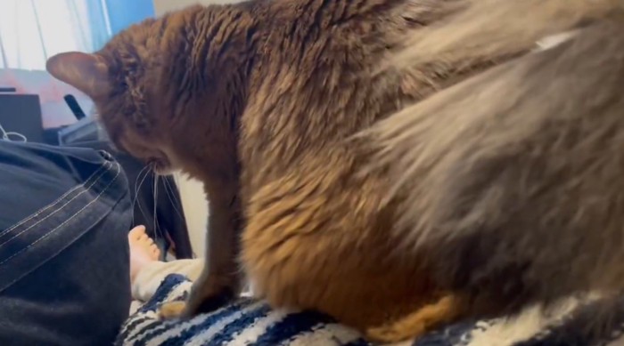 飼い主の体の上に乗って前足を動かす猫