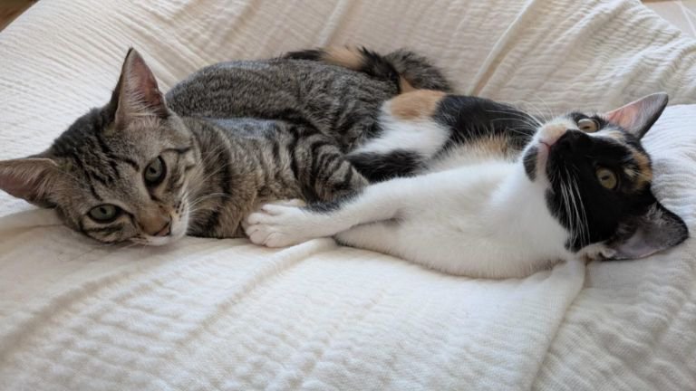 寝ている猫たち