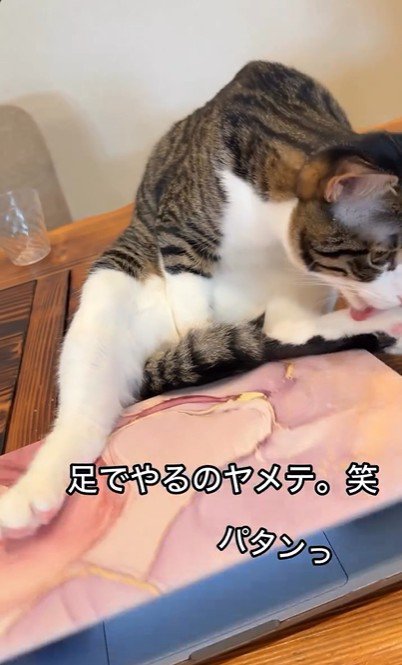 パソコンの横に座っている猫