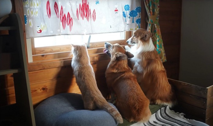 外を見る猫と犬