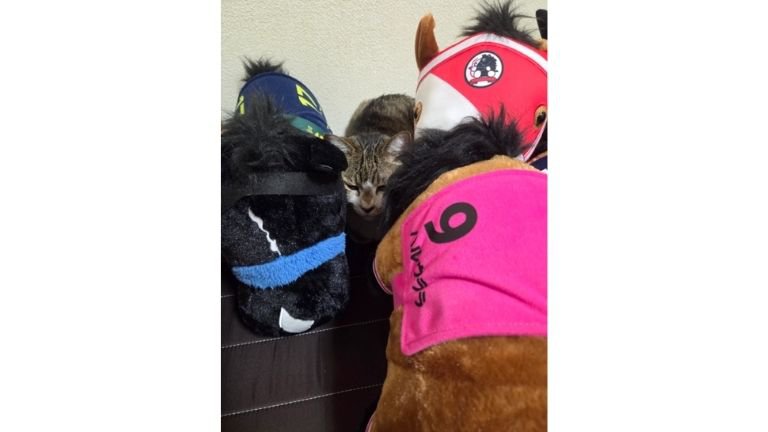 猫と馬のぬいぐるみ