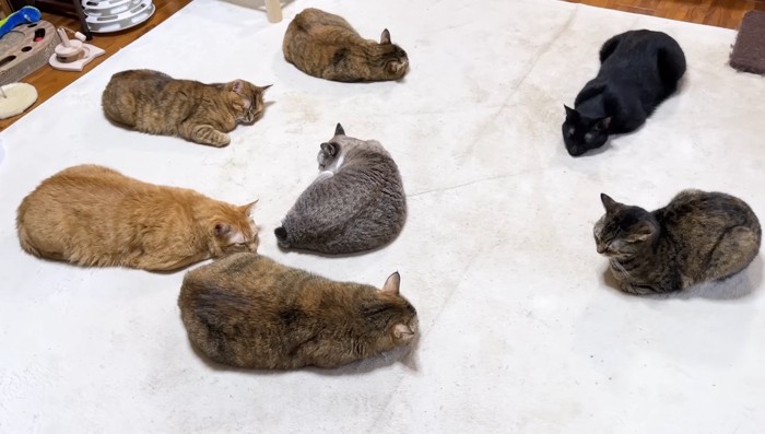 ホットカーペットに7匹の猫さん