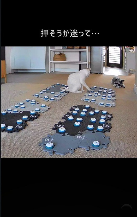 ボタンの前で前足が止まる猫