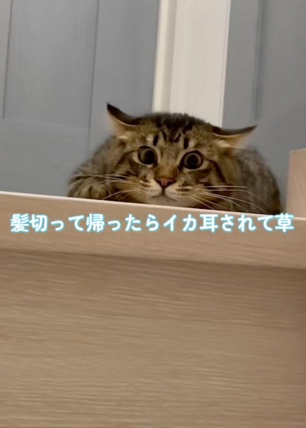 警戒する猫
