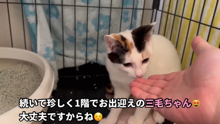 テロップ「続いて珍しく～」