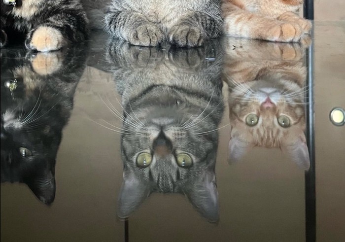 机に映る3匹の猫