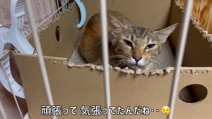 箱の中にいる猫