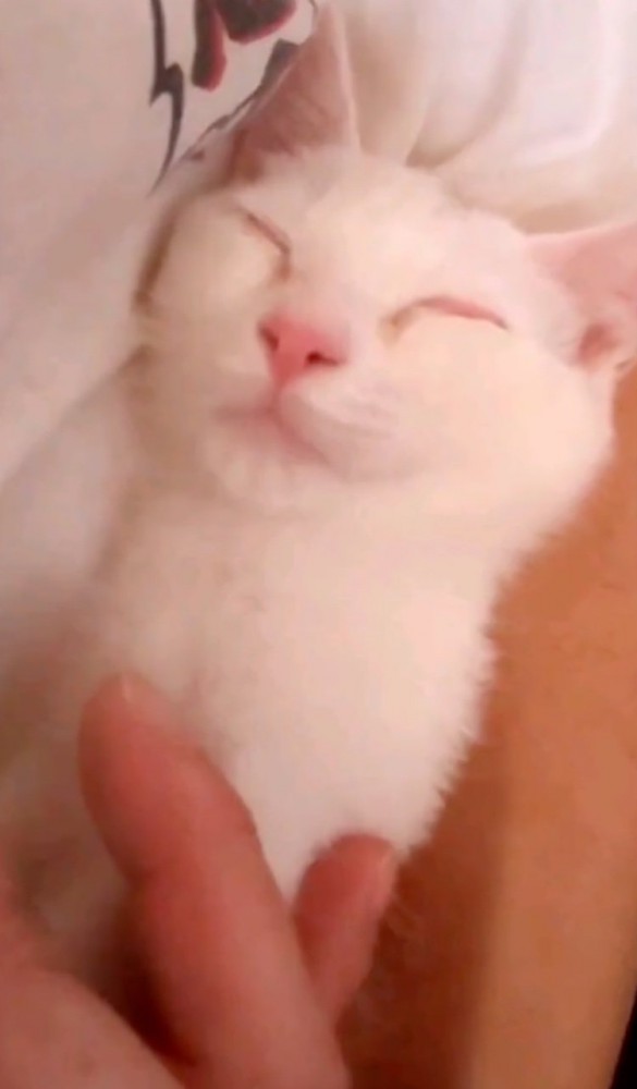 美しくなった子猫