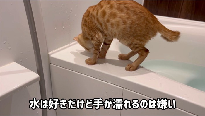 浴槽の縁に上って濡れた足を舐める猫