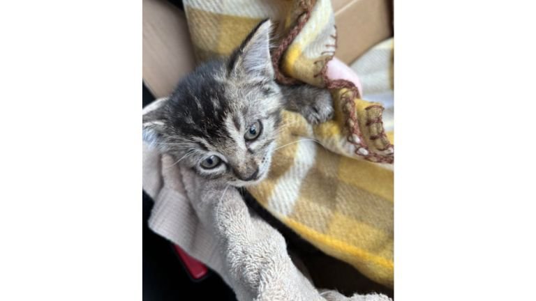 室内にいる子猫