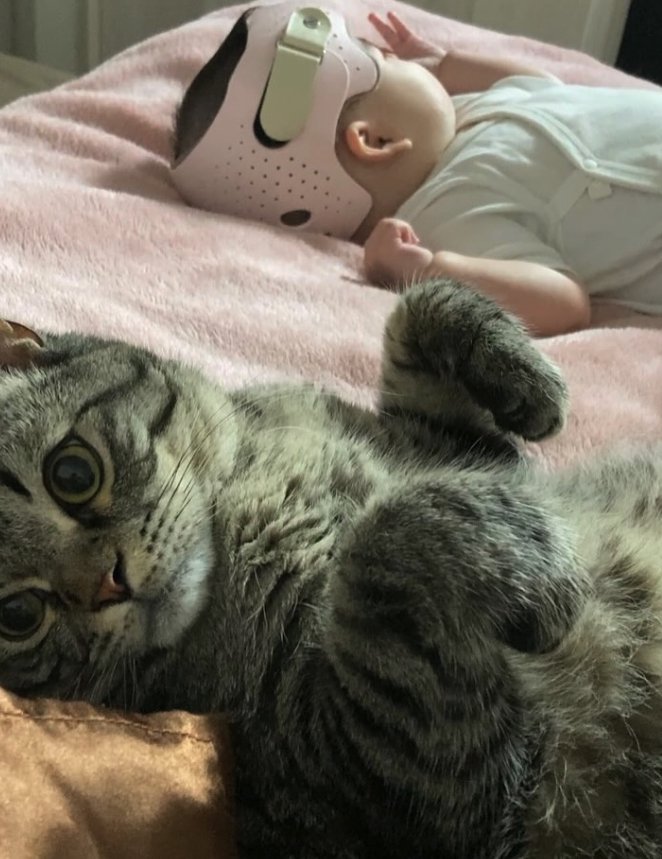 ひっくり返って赤ちゃんと添い寝をしている猫