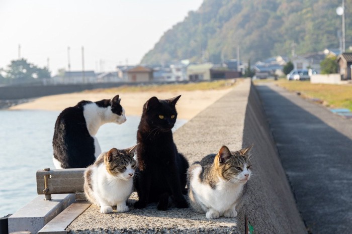 港にいるたくさんの猫