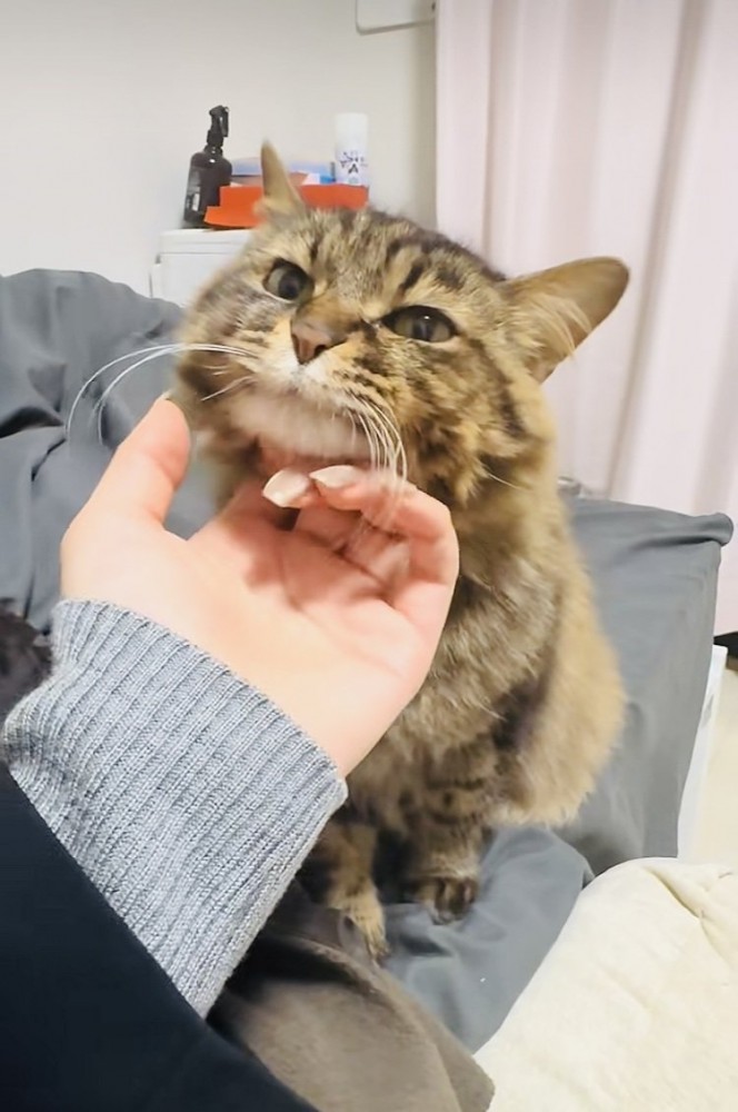 飼い主さんに顎を撫でられるキジトラ猫