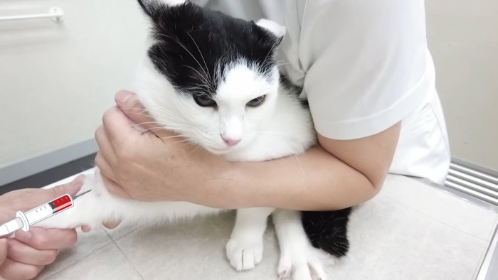 採血中のホルンくん