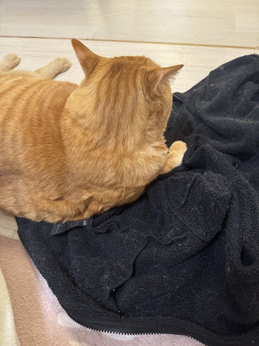 パーカーの上に座る猫