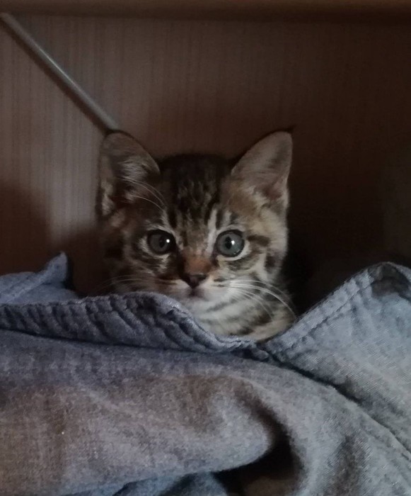 カメラを見るキジトラの子猫