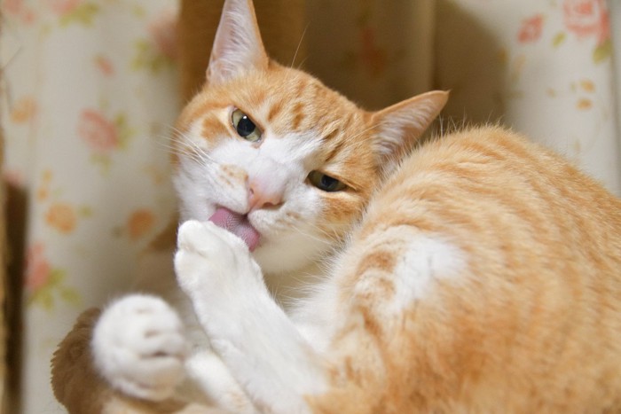 毛づくろいをする猫