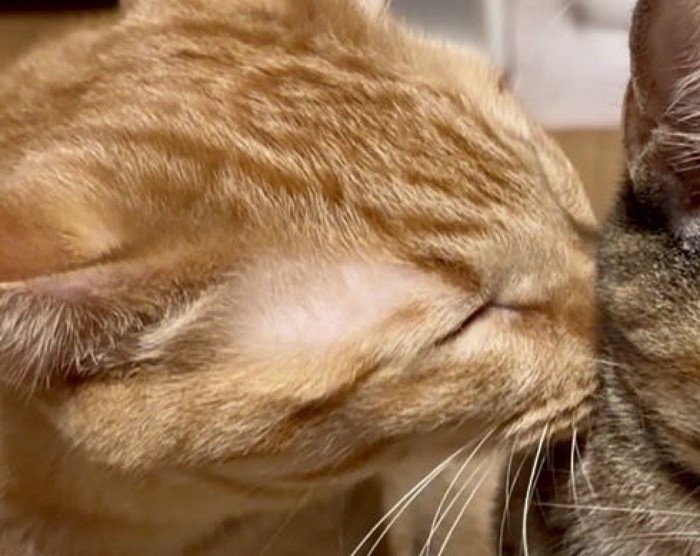 麦わら猫に顔を埋めて目を細める茶トラ猫