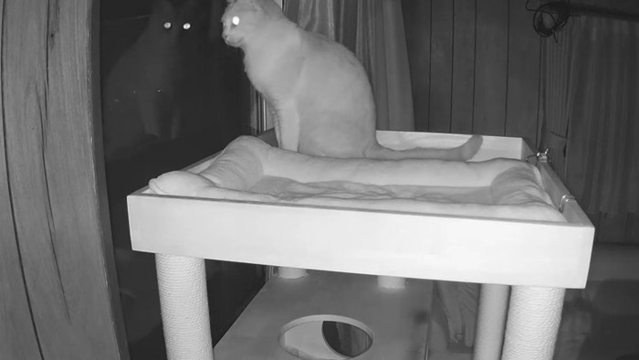 窓から外を見る猫