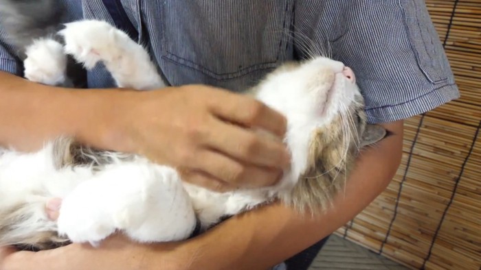 猫があごをなでられている様子