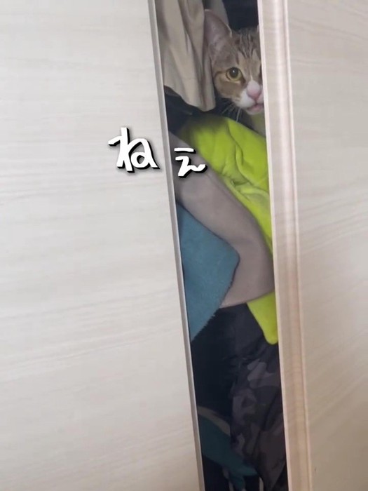 クローゼットの中にいる猫