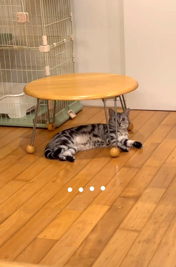 声をかけられても動かない猫