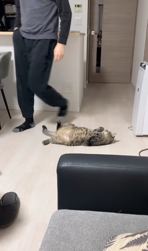 歩いている飼い主の足元でひっくり返っている猫